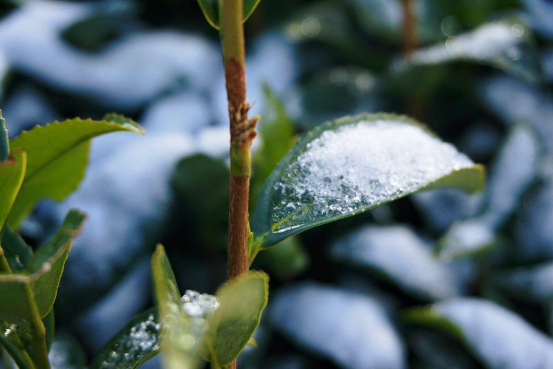 Why should you drink first pick spring tea?