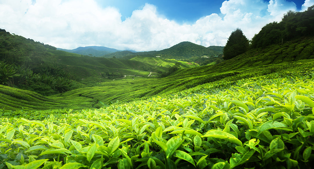 Sourcing for Quality Japanese Tea